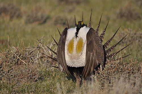 Sage grouse kept off the federal endangered species list